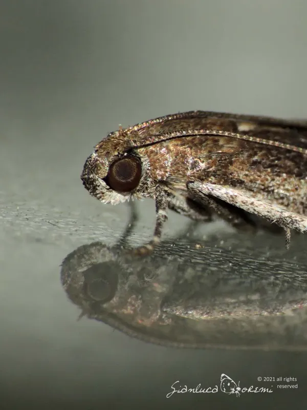 Fruit moth