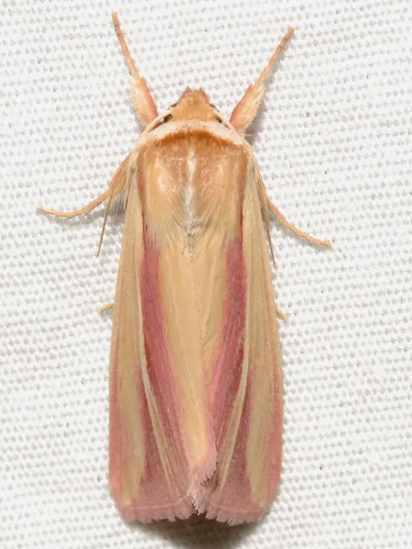 Faronta