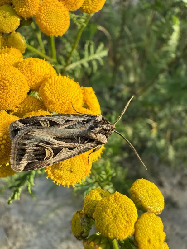 Dingy cutworm