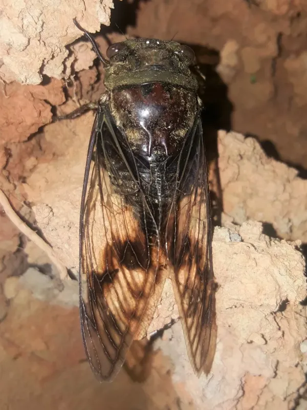 Manna cicada