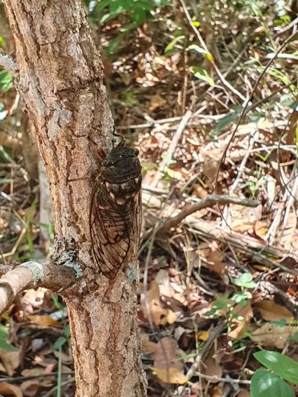 Fidicina
