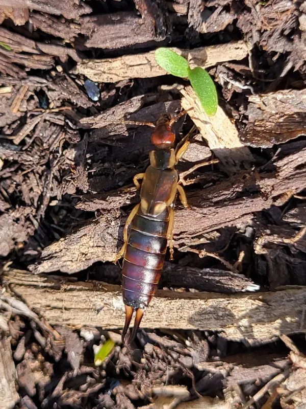 Common earwig
