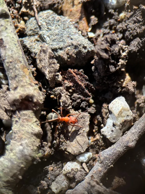 Western mound ant