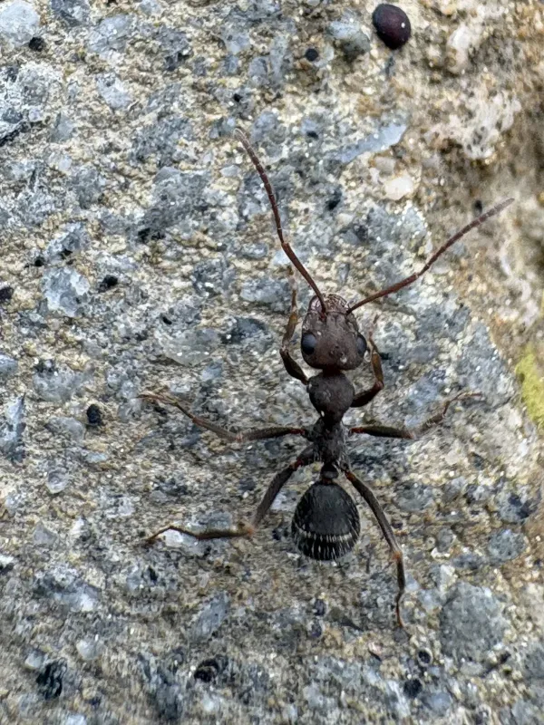 Iberoformica subrufa