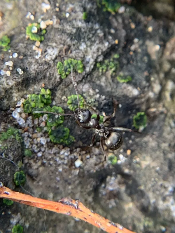 Silky field ant