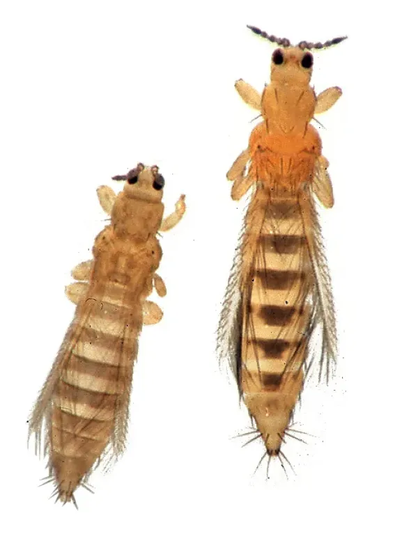 Frankliniella brevicaulis