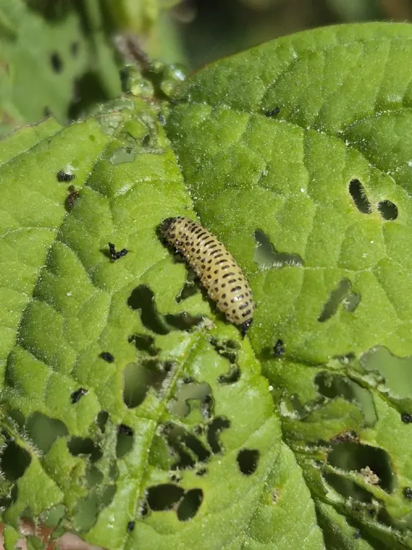 Viburnum leaf beetle
