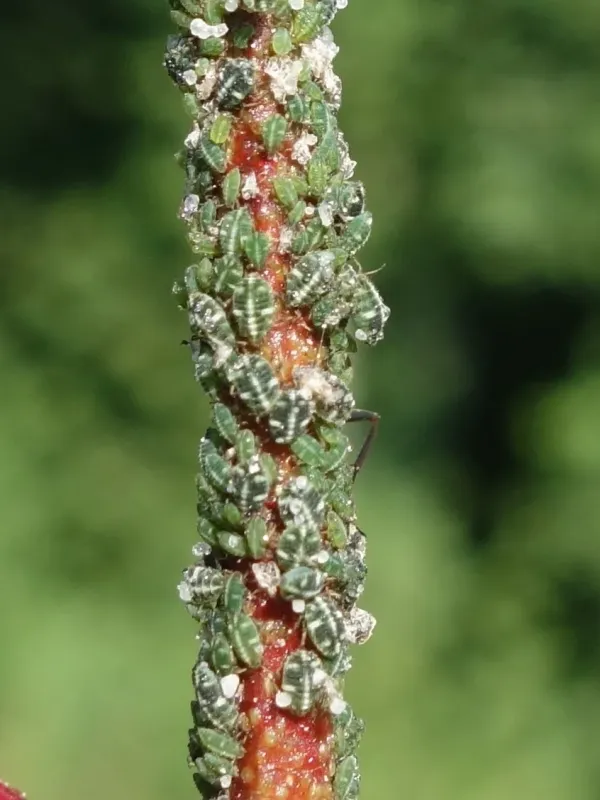 Birch aphid