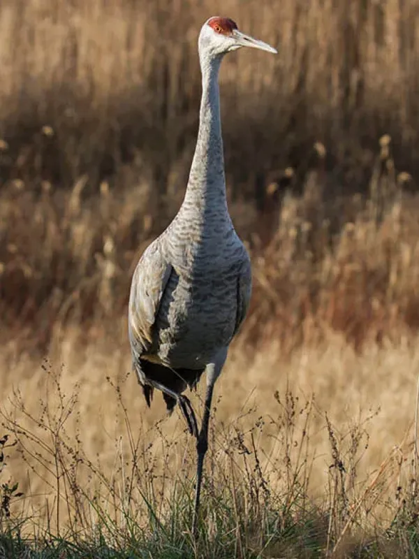 Sandhill crane