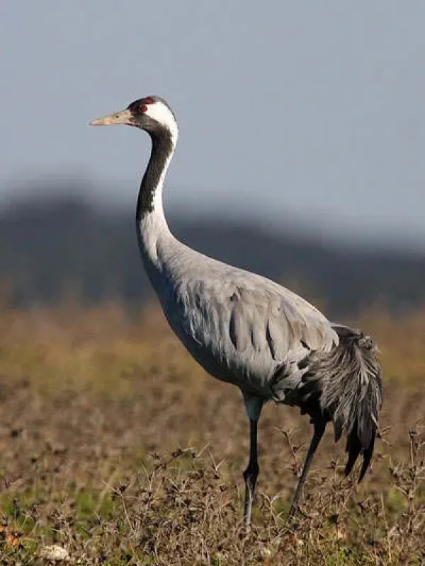 Common crane