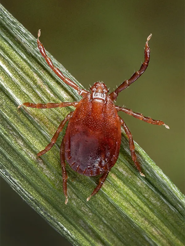 Bird tick