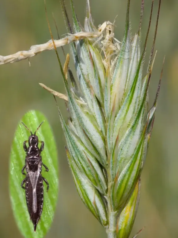 Wheat thrips