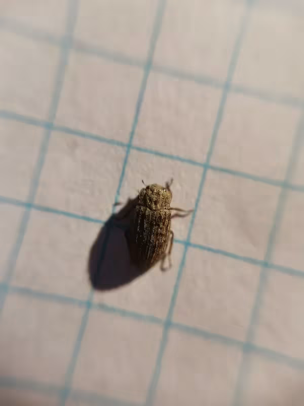Helophorus micans