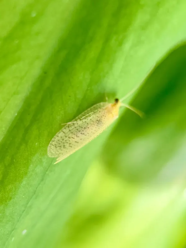 Hemerobius micans