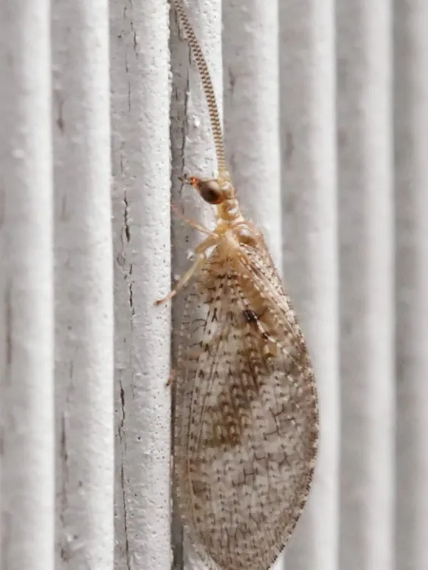 Hemerobius stigmaterus