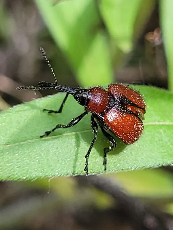 Hungarian rose beetle