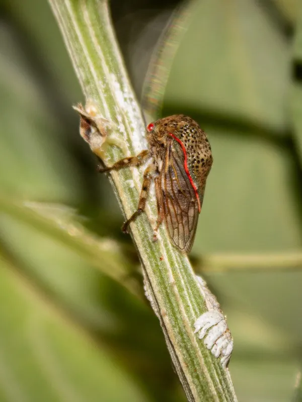 Горбатка Metcalfiella pertusa