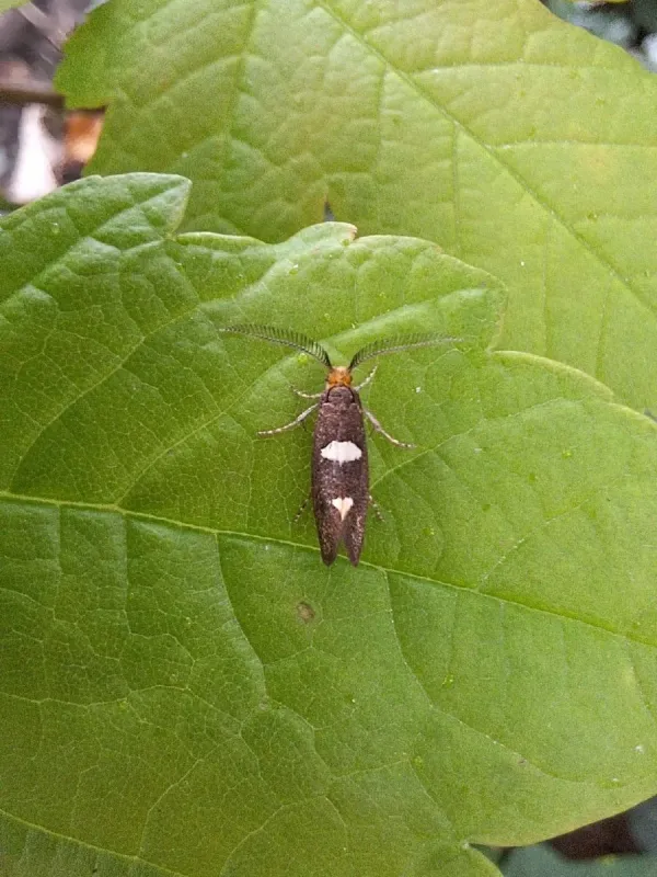 Incurvaria