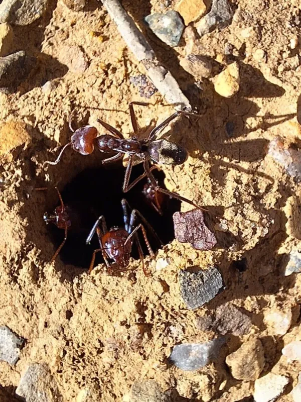Meat ant