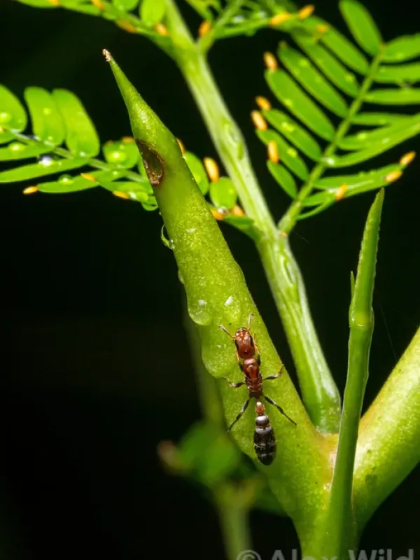Iridomyrmex