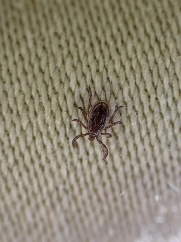 Deer tick
