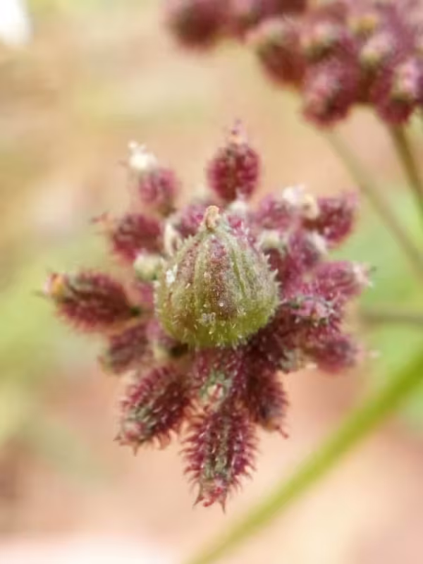 Umbellifer gall midge