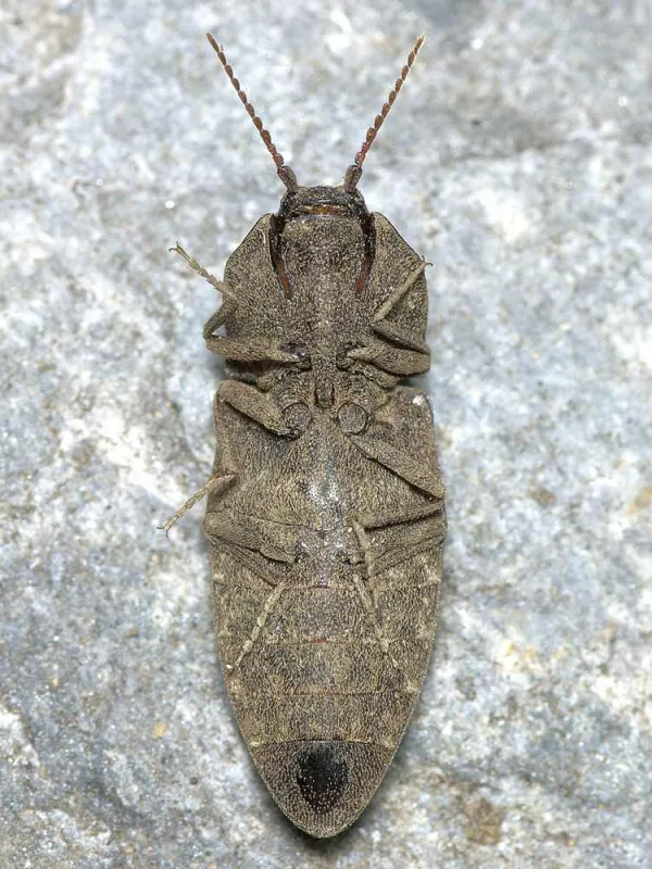 Lacon binodulus