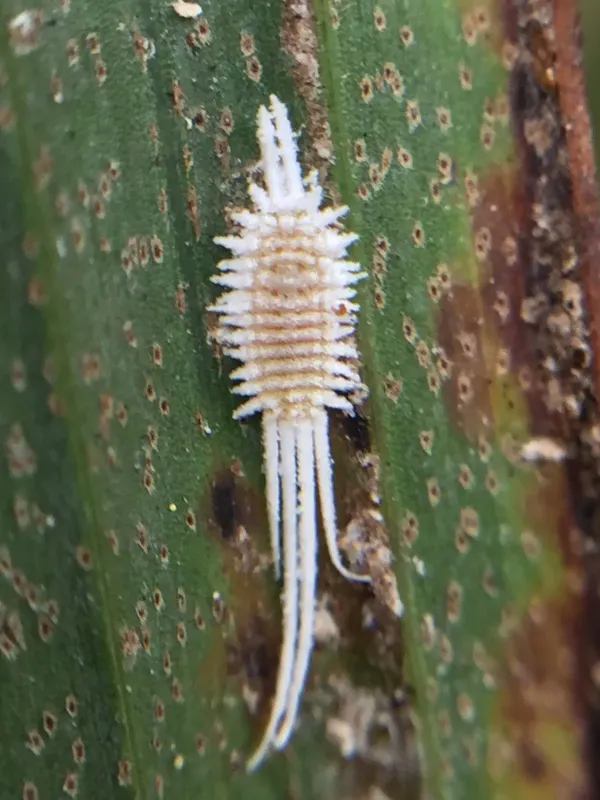 Laminicoccus
