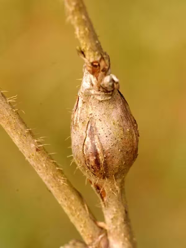 Lasioptera