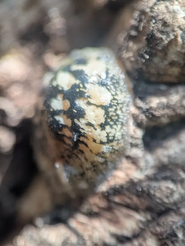 European fruit lecanium