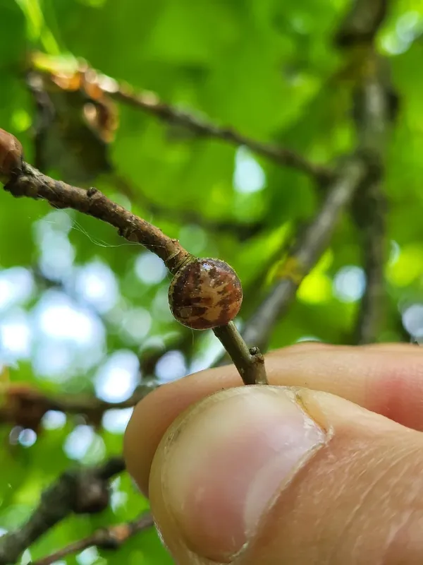 European fruit lecanium