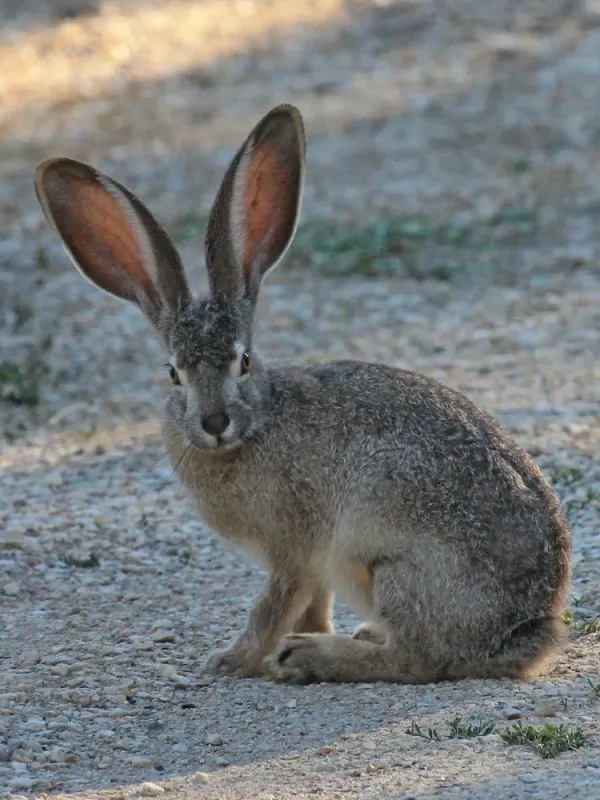 White-tailed jackrabbit