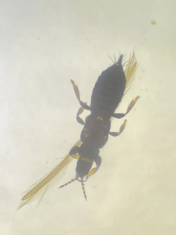 Rye thrips