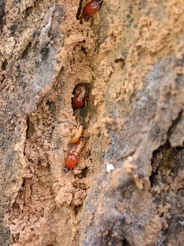 Macrotermes gilvus