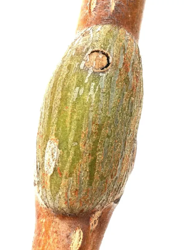 Ивовая галлица