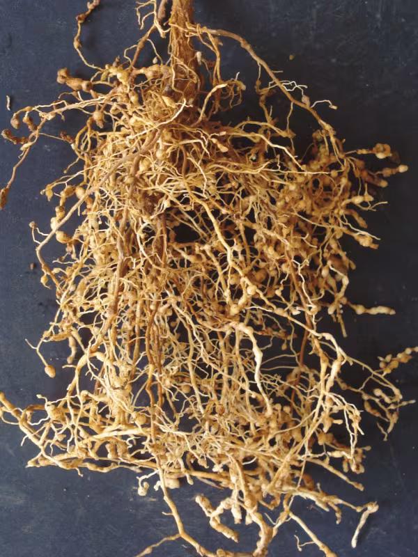 Coffee root-knot nematode