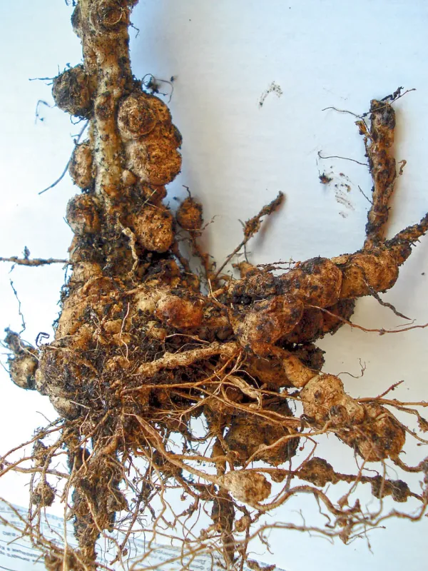 Northern root-knot nematode
