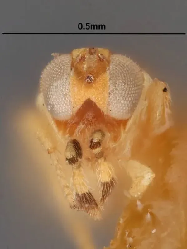 Metaphycus helvolus