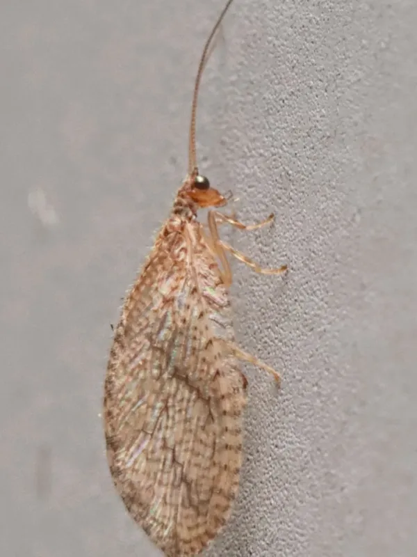 Micromus posticus