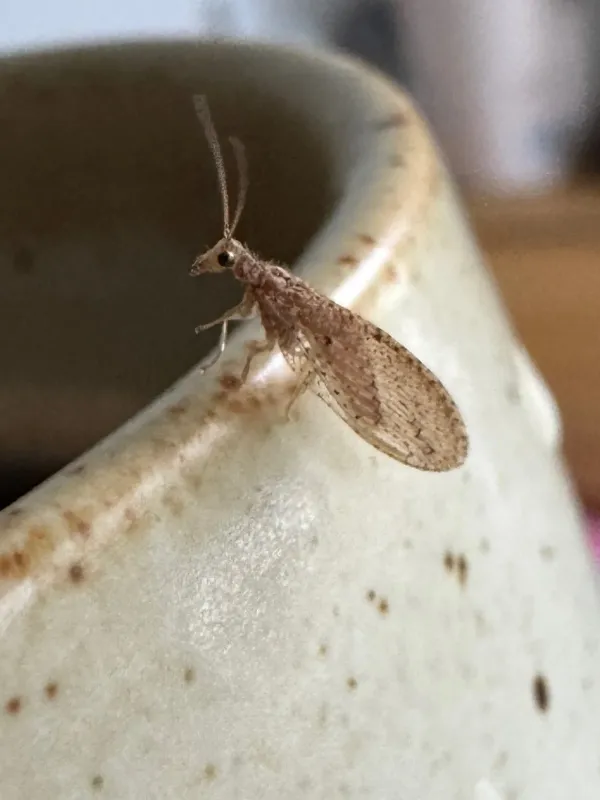 Tasmanian brown lacewing