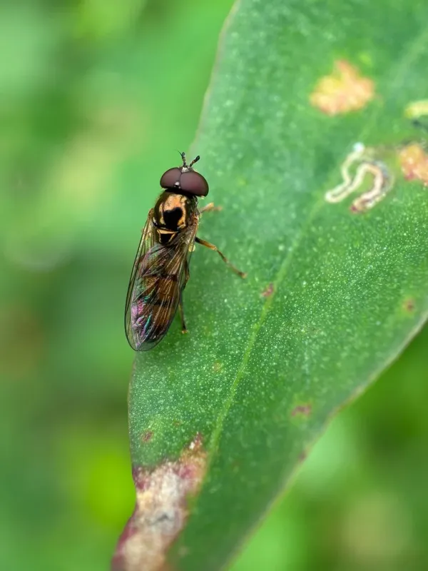 Melanostoma fasciatum