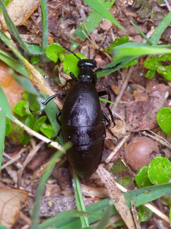 American blister beetle