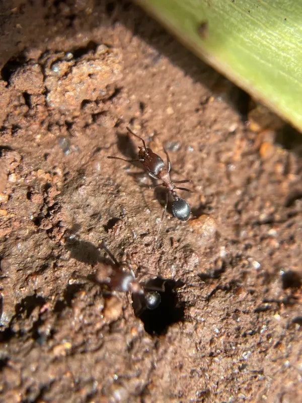 Indian thief ant