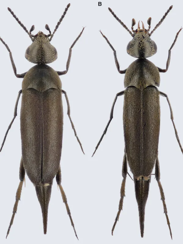 Mordellistena micans