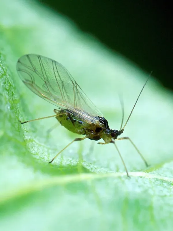Almond aphid