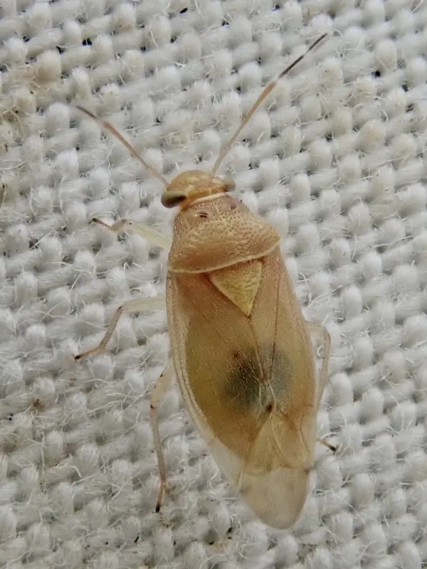 Ash plant bug