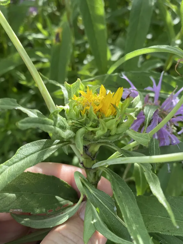 Sunflower gall midge