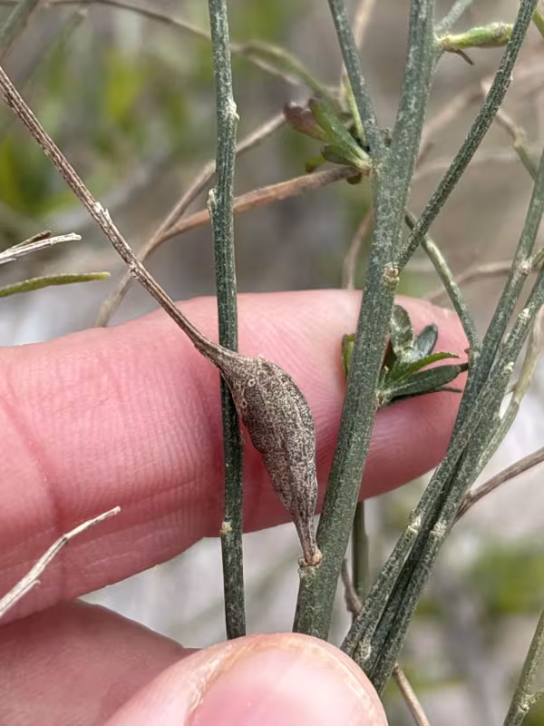 Neolasioptera