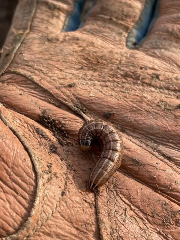 Bronze cutworm