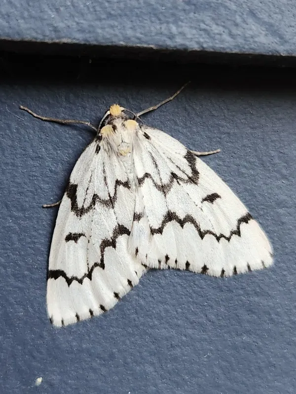Phantom hemlock looper
